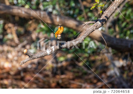 庄和総合公園のカワセミ 庄和総合公園のカワセミ 72064658