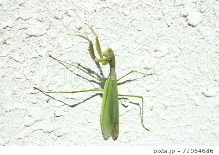 カマキリ 72064686