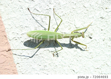 カマキリ 72064693