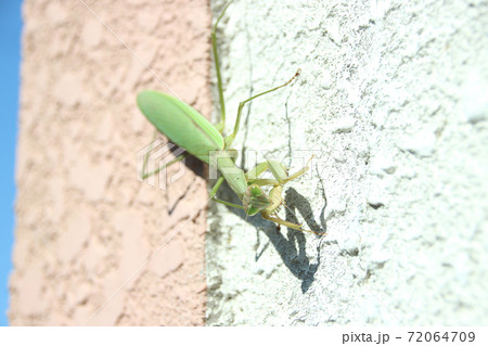カマキリ 72064709