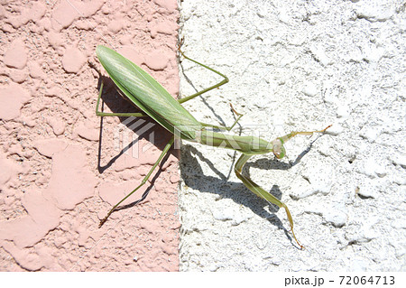 カマキリ 72064713