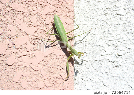 カマキリ 72064714