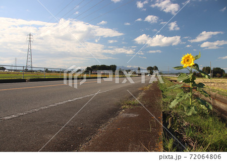 一本のヒマワリ 72064806