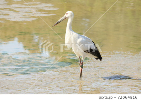コウノトリ 2020 コウノトリ 2020 72064816