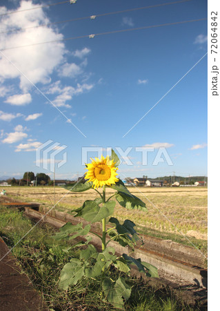 一本のヒマワリ 72064842