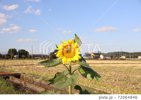 一本のヒマワリ 72064846