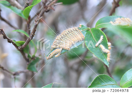 チャドクガの幼虫 72064978