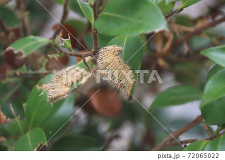 チャドクガの幼虫 72065022