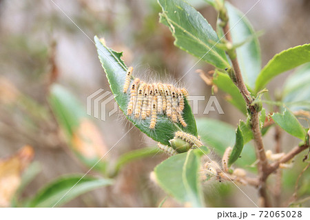 チャドクガの幼虫 72065028