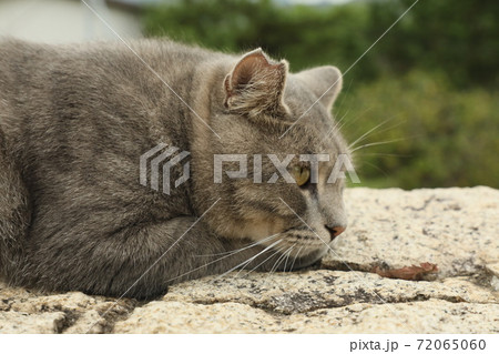 尾道の猫 かつおの横顔 尾道の猫 かつおの横顔 72065060