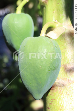 青パパイヤ　栃木県真岡市 72065119