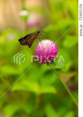 千日紅と蝶 72065159