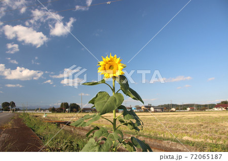 一本のヒマワリ 72065187