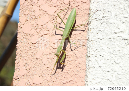カマキリ カマキリ 72065210