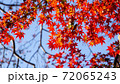 紅葉の一枚、右に赤 72065243