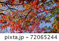 秋の紅葉のグラデーション 72065244
