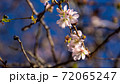 10月桜、野田市の櫻木神社にて 72065247