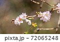 10月桜、野田市の櫻木神社にて 72065248