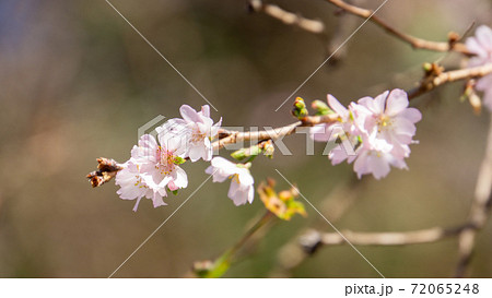10月桜、野田市の櫻木神社にて 10月桜、野田市の櫻木神社にて 72065248