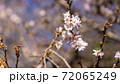 10月桜、野田市の櫻木神社にて 72065249