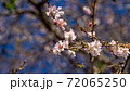 10月桜、野田市の櫻木神社にて 72065250