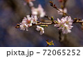 10月桜、野田市の櫻木神社にて 72065252