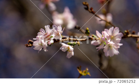 10月桜、野田市の櫻木神社にて 10月桜、野田市の櫻木神社にて 72065252