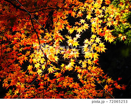 モミジ 72065253