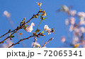 10月桜、千葉県野田市の櫻木神社にて 72065341