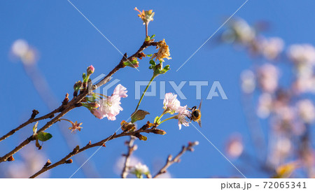 10月桜 千葉県野田市の櫻木神社にての写真素材