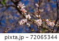 10月桜、千葉県野田市の櫻木神社にて 72065344