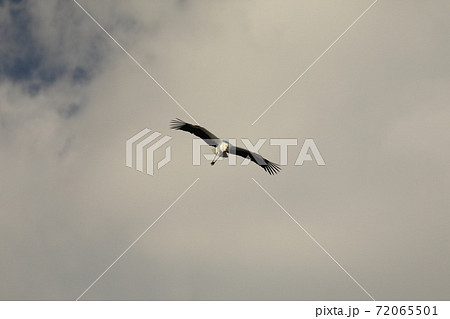 コウノトリ＠2020 72065501