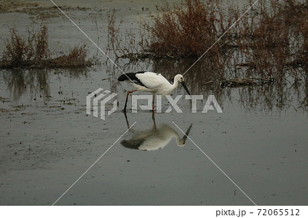 コウノトリ＠2020 72065512