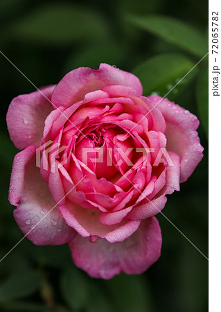 薔薇 72065782