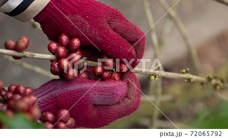 Coffee farmer picking ripe robusta coffee berries for harvesting 72065792