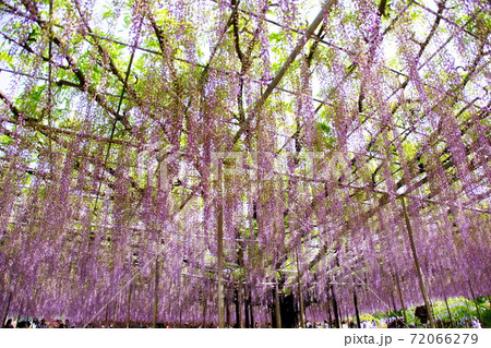 藤の花/フジの花 大藤棚 紫藤 (栃木県 足利市) 2019年4月 藤の花/フジの花 大藤棚 紫藤 (栃木県 足利市) 2019年4月 72066279