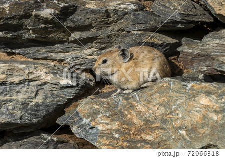 Pika Stones Steppe Rodent Mongolia 72066318