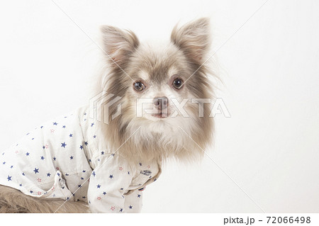 お座りしてカメラを見るチワワ 72066498