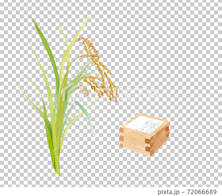実った稲穂と一升枡の水彩イラスト。（トレースベクター） 72066689