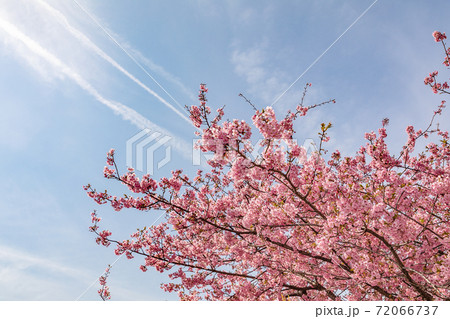 まつだ桜まつり まつだ桜まつり 72066737