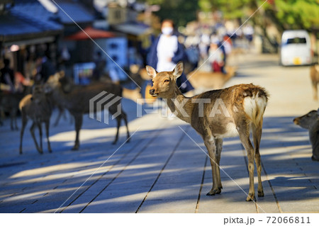 奈良公園の紅葉と鹿 奈良公園の紅葉と鹿 72066811