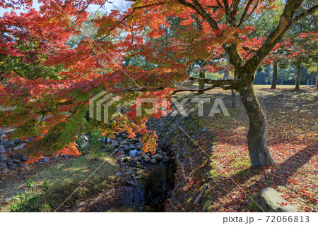 奈良公園の紅葉と鹿 奈良公園の紅葉と鹿 72066813