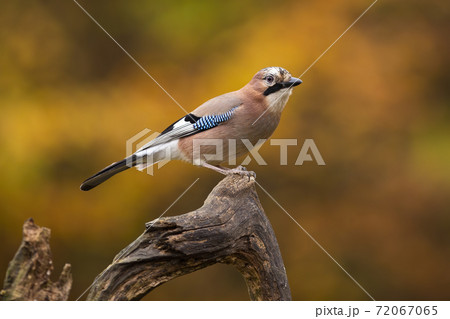 Beautiful eurasian jay with colorful plumage perched in autumn scenery 72067065