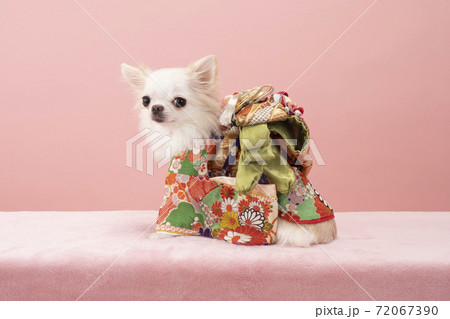 赤い晴れ着を着て振り向くチワワ 赤い晴れ着を着て振り向くチワワ 72067390