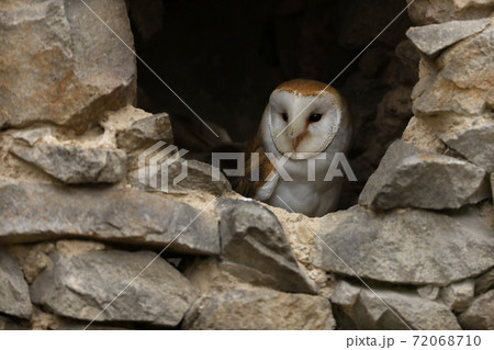 Barn owl  looking Out of a Hole in a Stone Wall - Tyto alba 72068710