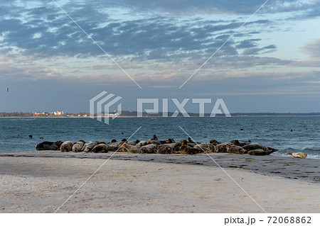 A harbor seal colony resting on a sandbank near the ocean. Picture from Falsterbo in Scania, Sweden A harbor seal colony resting on a sandbank near the ocean. Picture from Falsterbo in Scania, Sweden 72068862