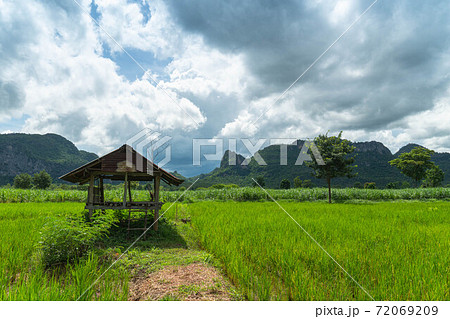.Old hut in the middle of rice fields 72069209