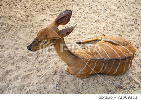 The Nyala baby is stay in garden at thailand The Nyala baby is stay in garden at thailand 72069353