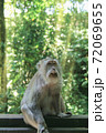 A rare monkey poses for a portrait against a sunny forest background 72069655
