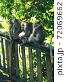 A family of monkeys take care of each other while sitting in the jungle 72069662